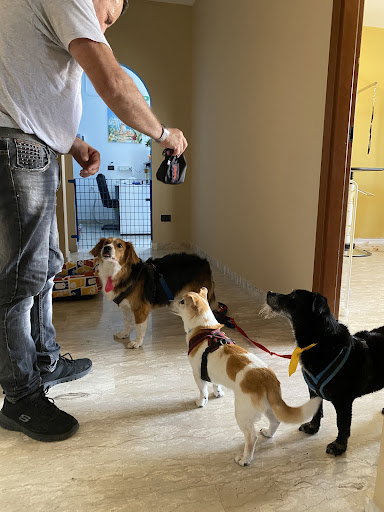 Pensioni per cani e dog hotel a Pelosi ad hoc