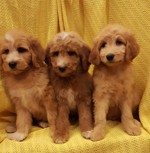 Pet Store «Happiness Is Pets», reviews and photos, 2936 Showplace Dr, Naperville, IL 60564, USA