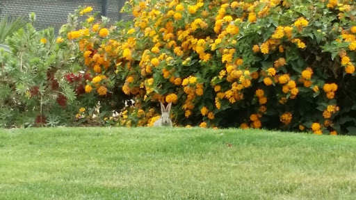 Golf Course «Desert Falls Country Club», reviews and photos, 1111 Desert Falls Pkwy, Palm Desert, CA 92211, USA