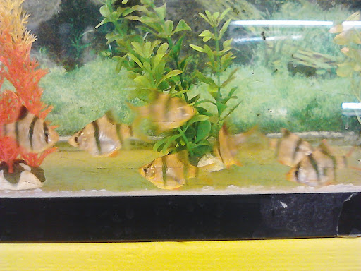 Pet Supply Store «Rutser Pet Store», reviews and photos, 5418 E Beverly Blvd, East Los Angeles, CA 90022, USA