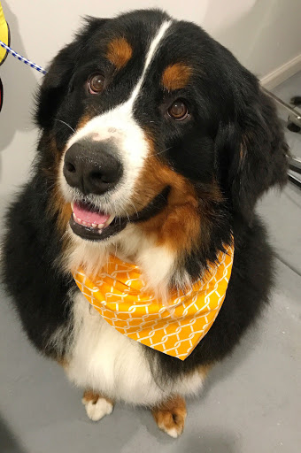 Pet Groomer «Oasis Dog Spa & Shoppe», reviews and photos, 2911 Centre Ave #2, Reading, PA 19605, USA