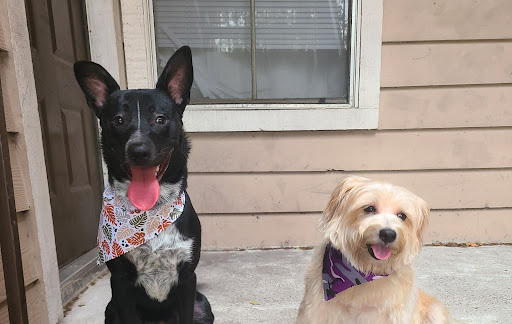 Animal Hospital «Animal Medical Corpus Christi», reviews and photos, 6822 Everhart Rd, Corpus Christi, TX 78413, USA