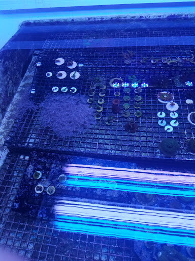 Tropical Fish Store «Hydra Aquatics International, Inc.», reviews and photos, 1300 Stirling Rd #7a, Dania Beach, FL 33004, USA