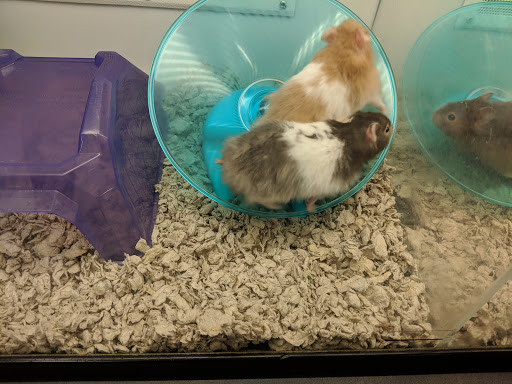 Pet Supply Store «Petco Animal Supplies», reviews and photos, 45205 Worth Ave, California, MD 20619, USA