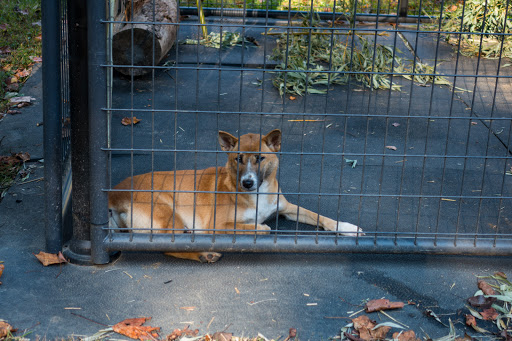 Zoo «Wildlife Wonders», reviews and photos, 2754 Paradise Valley Rd, Cleveland, GA 30528, USA