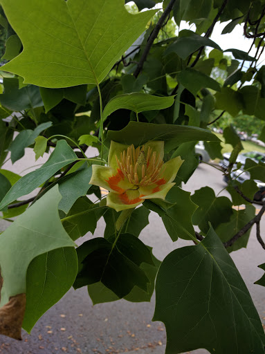 State Park «Bicentennial Capitol Mall State Park», reviews and photos, 600 James Robertson Pkwy, Nashville, TN 37243, USA