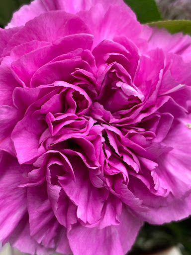 Florist «Presto Flowers, LLC», reviews and photos, 14 Lakeside Blvd, Hopatcong, NJ 07843, USA