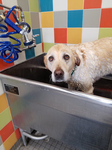 Pet Supply Store «Unleashed by Petco», reviews and photos, 475 E Avenida De Los Arboles a, Thousand Oaks, CA 91360, USA