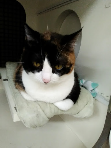 Pet Supply Store «Petco Animal Supplies», reviews and photos, 346 NY-25A #140, Rocky Point, NY 11778, USA