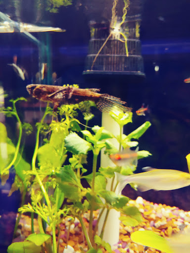 Pet Supply Store «Pet Station Jackson», reviews and photos, 1617 E Michigan Ave, Jackson, MI 49202, USA