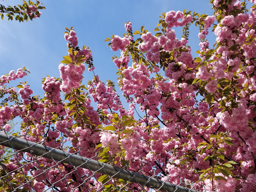 Art Supply Store «Artist & Craftsman Supply Bushwick», reviews and photos, 1449 Broadway, Brooklyn, NY 11221, USA