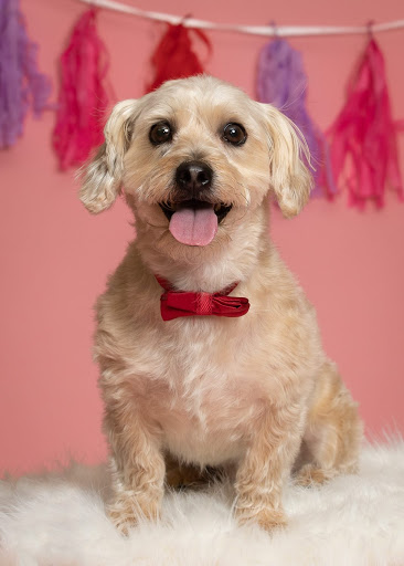 Pet Store «PetSaver Healthy Pet Superstore (Brighton Location)», reviews and photos, 2947 Monroe Ave, Rochester, NY 14618, USA