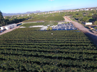 Arizona Pistachio Nursery, LLC 2880 W Freer Dr, Tucson, AZ 85742, United States
