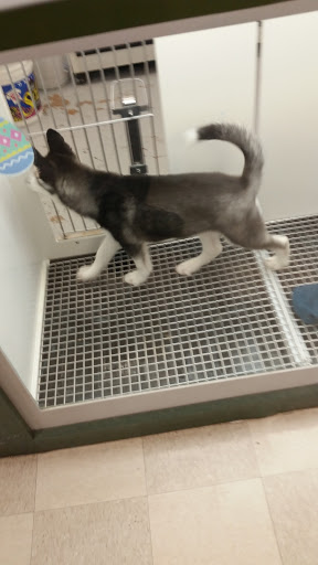 Pet Store «Petland», reviews and photos, 7030 Bandera Rd, San Antonio, TX 78238, USA