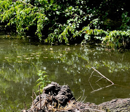 Kleiner Teich Am Leithenhof photo