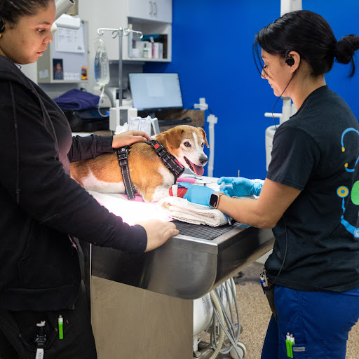 Cabarrus Animal Hospital image