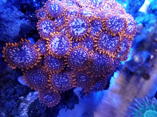 Aquarium «FJW AQUARIUM», reviews and photos, 3839 Mangum Rd, Houston, TX 77092, USA