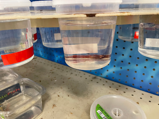 Pet Supply Store «PetSmart», reviews and photos, 7765 Airport Blvd #901, Mobile, AL 36608, USA