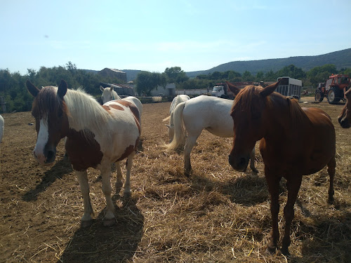 Centre équestre equitation vic la gardiole Vic-la-Gardiole