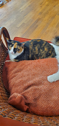 Book Store «Phoenix & Dragon Bookstore», reviews and photos, 5531 Roswell Rd NE, Sandy Springs, GA 30342, USA