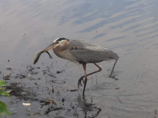 Golf Course «Lochmere Golf Club», reviews and photos, 2511 Kildaire Farm Rd, Cary, NC 27518, USA