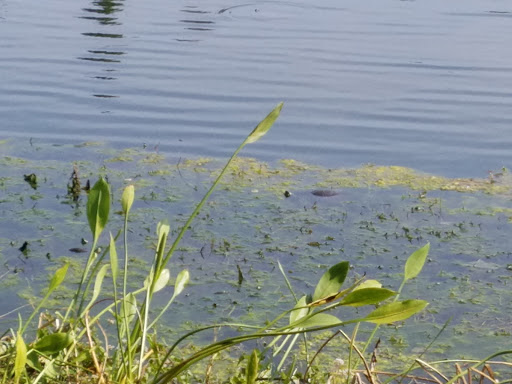 Insurance Agency «GEICO Corporate Office», reviews and photos