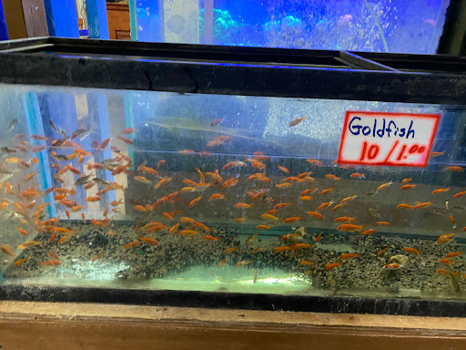 Pet Store «Exotic Fish», reviews and photos, 406 Northside Dr # F, Valdosta, GA 31602, USA