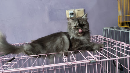 AJ cathouse ( Lepas Adopsi Kucing Surabaya )