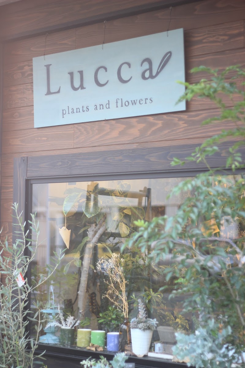 ルッカ （Lucca plants&flowers）