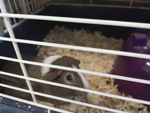 Pet Store «Precious Pets III», reviews and photos, 1091 US-130, Burlington, NJ 08016, USA