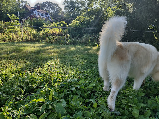 Pet Supply Store «Pet Supplies Plus», reviews and photos, 3100 Manchester Rd, Akron, OH 44319, USA