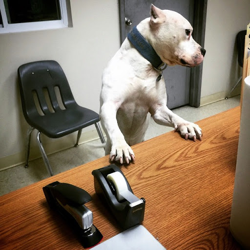 Pet Supply Store «Detroit K9 Pet Supplies», reviews and photos, 7030