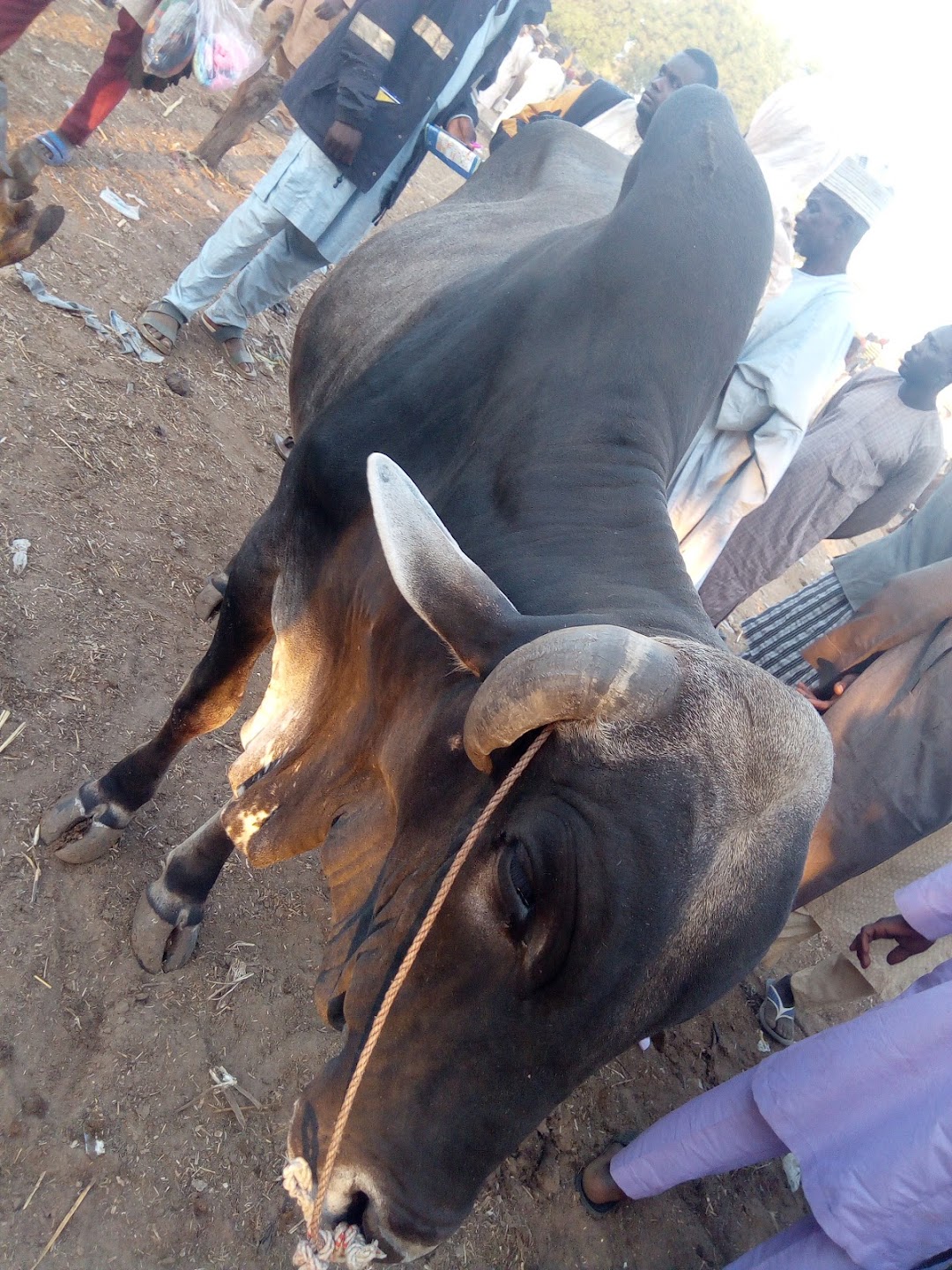 Allah-dey cattle ranch market