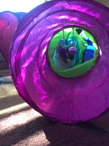 Pet Supply Store «PetSmart», reviews and photos, 860 NE Mall Blvd, Hurst, TX 76053, USA