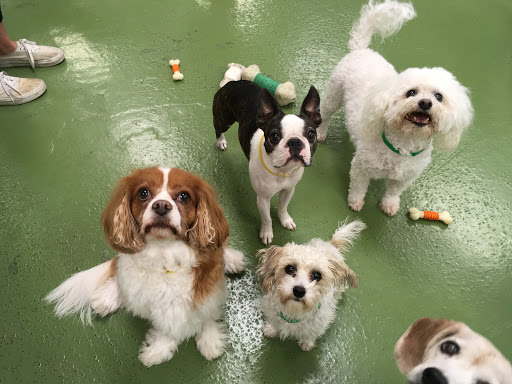 Wags & Wiggles image
