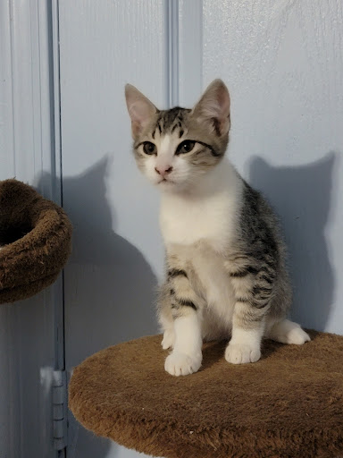 Ranch «C-A-L Ranch Stores», reviews and photos, 2075 N Pebble Creek Pkwy, Goodyear, AZ 85395, USA