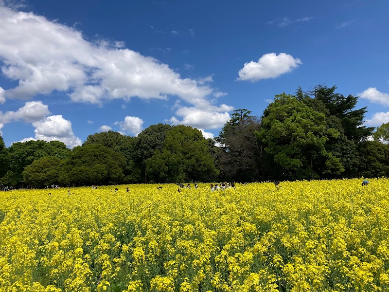 みんなの原っぱ 南花畑