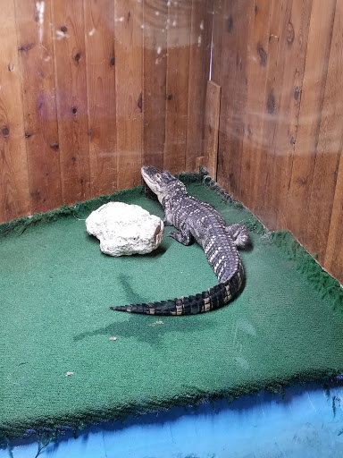 Pet Store «Critter Pet Shop», reviews and photos, 19309 Ecorse Rd, Allen Park, MI 48101, USA