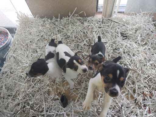 Pet Store «V.I. Pets», reviews and photos, 11975 E Lakewood Blvd, Holland, MI 49424, USA