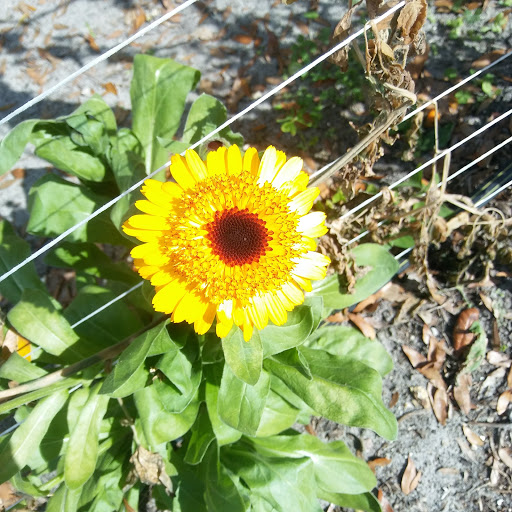 Farm «Sweetwater Organic Community Farm», reviews and photos, 6942 W Comanche Ave, Tampa, FL 33634, USA