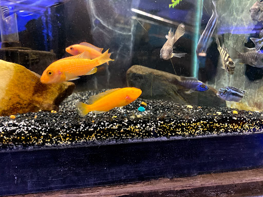 Pet Store «Fish Bowl Aquarium & Pet Mart», reviews and photos, 725 Providence St, West Warwick, RI 02893, USA
