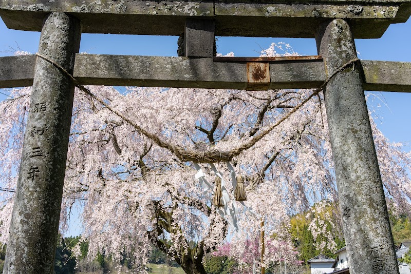 御祖神社のしだれ桜