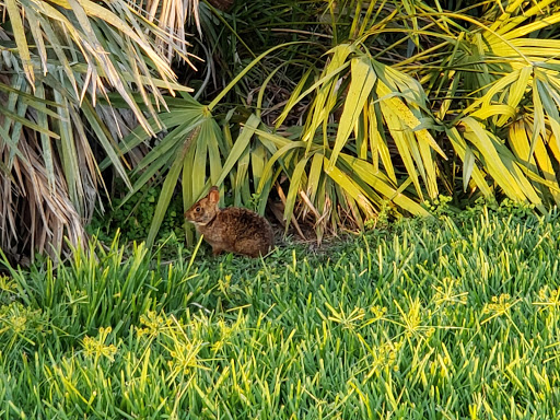 Park «Owl Park», reviews and photos, SW 26th St, Davie, FL 33325, USA