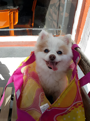 Coffee Shop «The Blind Tiger Cafe - Seminole Heights - Coffee Shop», reviews and photos, 4304 N Florida Ave, Tampa, FL 33604, USA