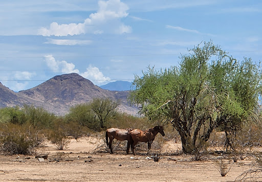 Golf Course «Talking Stick Golf Club», reviews and photos, 9998 E Indian Bend Rd, Scottsdale, AZ 85256, USA