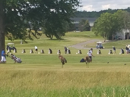 Golf Course «Fieldstone Golf Club», reviews and photos, 1984 Taylor Rd, Auburn Hills, MI 48326, USA