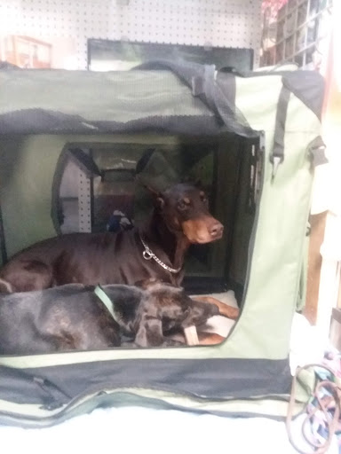 Pet Groomer «B-I-S Pet Grooming», reviews and photos, 5670 Main St, Springfield, OR 97478, USA