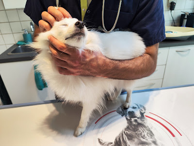 Clinique vétérinaire Bellecour à Lyon