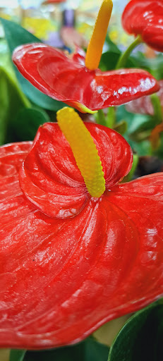 Home Improvement Store «The Home Depot», reviews and photos, 244 US-202, Flemington, NJ 08822, USA