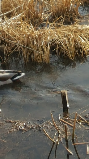 Park «Central City Park», reviews and photos, 36601 Ford Rd, Westland, MI 48185, USA